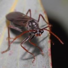 Myrmecia pyriformis at Mount Clear, ACT - 17 Mar 2022