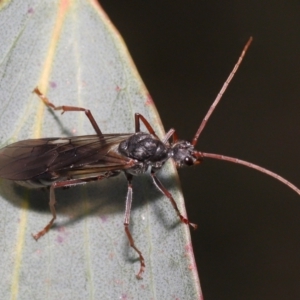 Myrmecia pyriformis at Mount Clear, ACT - 17 Mar 2022