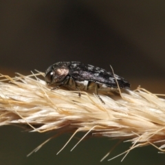 Diphucrania sp. (genus) (Jewel Beetle) at Namadgi National Park - 17 Mar 2022 by TimL