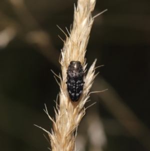 Diphucrania sp. (genus) at Mount Clear, ACT - 17 Mar 2022 12:23 PM