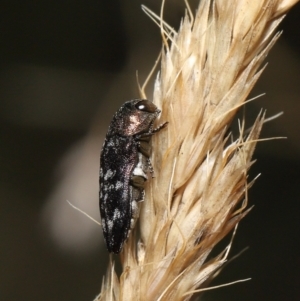 Diphucrania sp. (genus) at Mount Clear, ACT - 17 Mar 2022 12:23 PM