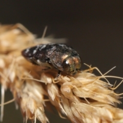 Diphucrania sp. (genus) at Mount Clear, ACT - 17 Mar 2022 12:23 PM