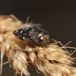 Diphucrania sp. (genus) at Mount Clear, ACT - 17 Mar 2022