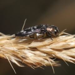 Diphucrania sp. (genus) at Mount Clear, ACT - 17 Mar 2022 12:23 PM