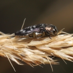 Diphucrania sp. (genus) at Mount Clear, ACT - 17 Mar 2022