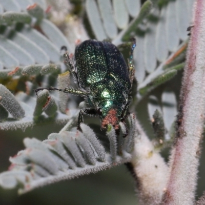 Diphucephala sp. (genus) (Green Scarab Beetle) at Namadgi National Park - 17 Mar 2022 by TimL