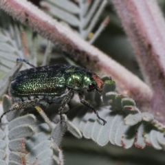 Diphucephala sp. (genus) at Mount Clear, ACT - 17 Mar 2022