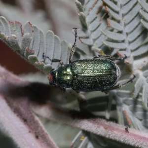 Diphucephala sp. (genus) at Mount Clear, ACT - 17 Mar 2022