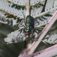 Diphucephala sp. (genus) at Mount Clear, ACT - 17 Mar 2022