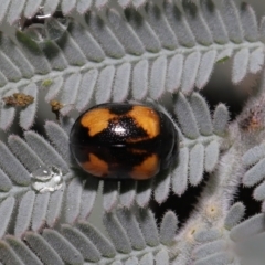 Peltoschema tetraspilota (Leaf beetle) at Namadgi National Park - 17 Mar 2022 by TimL