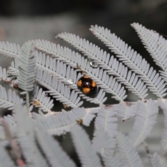 Peltoschema tetraspilota at Mount Clear, ACT - 17 Mar 2022