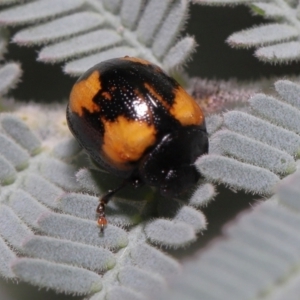 Peltoschema tetraspilota at Mount Clear, ACT - 17 Mar 2022