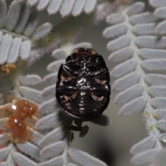 Peltoschema tetraspilota at Mount Clear, ACT - 17 Mar 2022