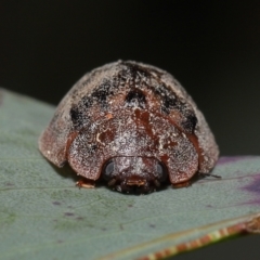 Trachymela sp. (genus) (Brown button beetle) at Namadgi National Park - 17 Mar 2022 by TimL