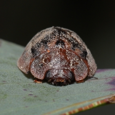 Trachymela sp. (genus) (Brown button beetle) at Namadgi National Park - 17 Mar 2022 by TimL