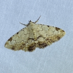 Sandava xylistis (Rusty Snout) at Jerrabomberra, NSW - 21 Mar 2022 by SteveBorkowskis