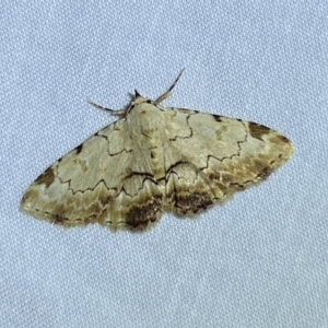 Sandava xylistis at Jerrabomberra, NSW - 21 Mar 2022