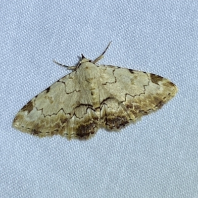 Sandava xylistis (Rusty Snout) at Jerrabomberra, NSW - 21 Mar 2022 by SteveBorkowskis