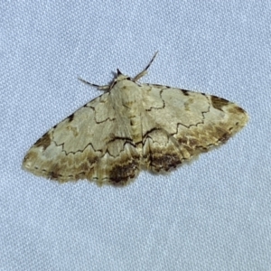 Sandava xylistis at Jerrabomberra, NSW - 21 Mar 2022