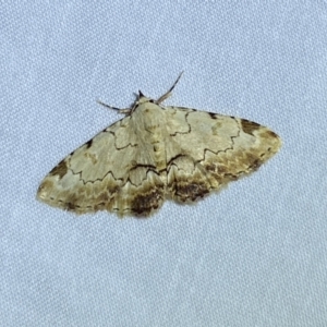 Sandava xylistis at Jerrabomberra, NSW - 21 Mar 2022