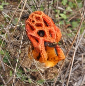 Colus hirudinosus at Molonglo Valley, ACT - 19 Mar 2022