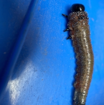 Lophyrotoma zonalis (Paperbark Sawfly) at Wingecarribee Local Government Area - 20 Mar 2022 by GlossyGal