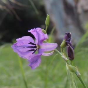 Arthropodium fimbriatum at Conder, ACT - 24 Dec 2021 10:19 AM