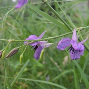 Arthropodium fimbriatum at Conder, ACT - 15 Dec 2021 12:46 PM