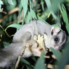 Petaurus notatus (Krefft’s Glider, formerly Sugar Glider) at Amphitheatre, VIC - 19 Mar 2022 by carmelelliottsmith