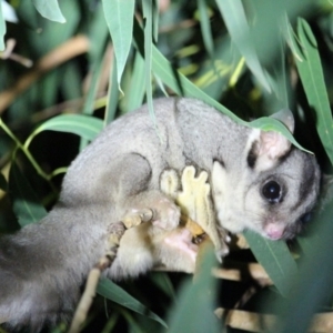 Petaurus notatus at Amphitheatre, VIC - 19 Mar 2022