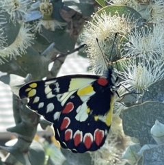 Delias aganippe (Spotted Jezebel) at Macgregor, ACT - 21 Mar 2022 by APB