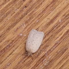 Heliocausta undescribed species (A Concealer moth (Wingia group)) at Molonglo Valley, ACT - 21 Mar 2022 by AaronClausen