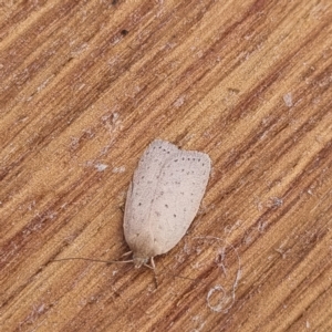 Heliocausta undescribed species at Molonglo Valley, ACT - 21 Mar 2022