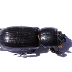 Mastachilus sp. (genus) (Unidentified Mastachilus bess beetle) at Crooked Corner, NSW - 19 Mar 2022 by Milly