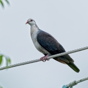 Columba leucomela at Weston, ACT - 21 Mar 2022 07:12 AM