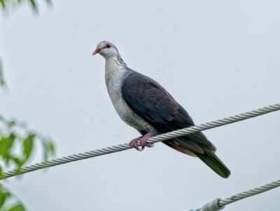 Columba leucomela (White-headed Pigeon) at Weston, ACT - 20 Mar 2022 by Kenp12