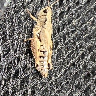 Phaulacridium vittatum (Wingless Grasshopper) at Burra, NSW - 21 Mar 2022 by SteveBorkowskis