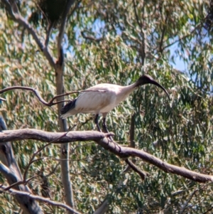 Threskiornis molucca at Burrumbuttock, NSW - 20 Mar 2022
