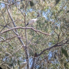 Threskiornis molucca at Burrumbuttock, NSW - 20 Mar 2022 11:37 AM