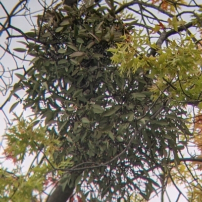 Muellerina eucalyptoides (Creeping Mistletoe) at Albury - 17 Mar 2022 by Darcy