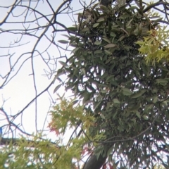 Muellerina eucalyptoides at North Albury, NSW - 17 Mar 2022 06:19 PM