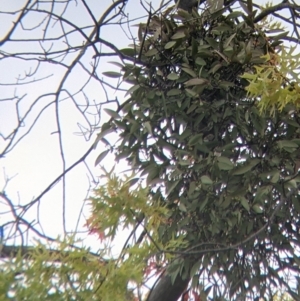 Muellerina eucalyptoides at North Albury, NSW - 17 Mar 2022 06:19 PM