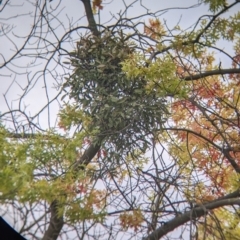 Muellerina eucalyptoides at North Albury, NSW - 17 Mar 2022 06:19 PM