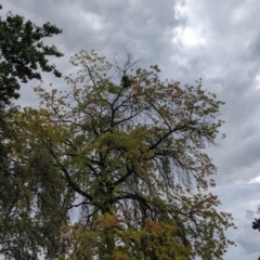 Muellerina eucalyptoides at North Albury, NSW - 17 Mar 2022 06:19 PM