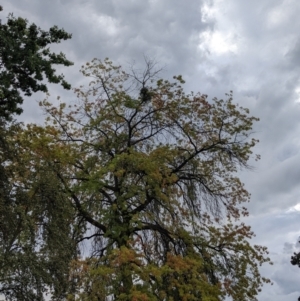 Muellerina eucalyptoides at North Albury, NSW - 17 Mar 2022 06:19 PM