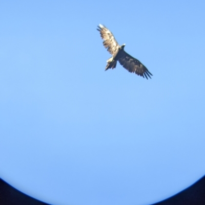 Aquila audax (Wedge-tailed Eagle) at Albury - 18 Mar 2022 by Darcy