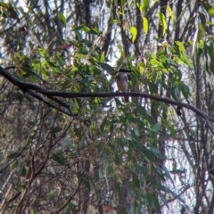 Todiramphus sanctus (Sacred Kingfisher) at Albury - 18 Mar 2022 by Darcy