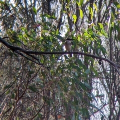 Todiramphus sanctus (Sacred Kingfisher) at Hamilton Valley, NSW - 18 Mar 2022 by Darcy