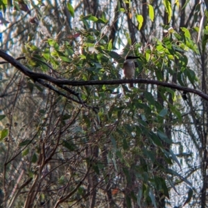 Todiramphus sanctus at Hamilton Valley, NSW - 18 Mar 2022