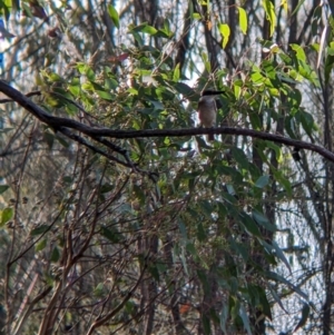 Todiramphus sanctus at Hamilton Valley, NSW - 18 Mar 2022 05:45 PM